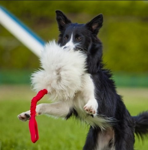 Dingo Zabawka dla psa - Szarpak Naturalne futro owcze bungee różowy Dingo