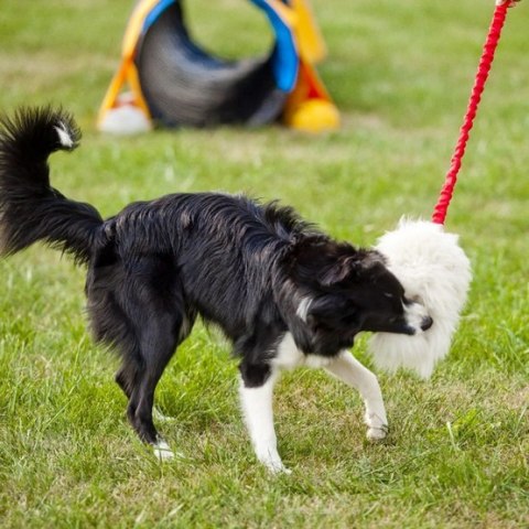 Dingo Zabawka dla psa - Szarpak Naturalne futro owcze bungee różowy Dingo