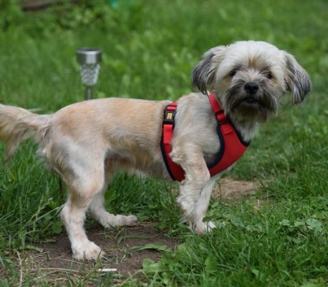 Dingo Szelki bezuciskowe z dwupaskową regulacją M czerwone