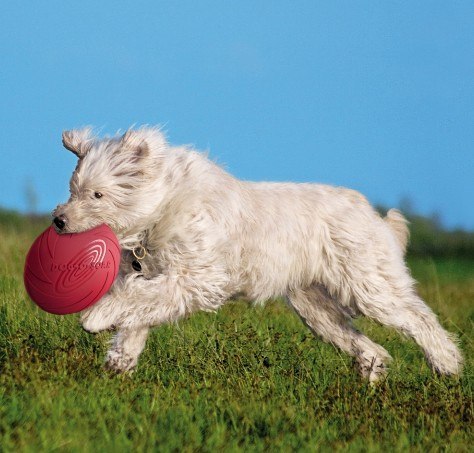 Trixie Frisbee Dysk Dog Disc 22cm [TX-33502]