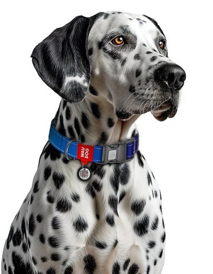 Collar WauDog Nylon Mono Obroża nylonowa odblaskowa z QR-paszportem, plastikowy fastex, L 25mm/33-49cm niebieska Collar WauDog Nylon Mono Obroża nylonowa odblaskowa z QR-paszportem, plastikowy fastex, L 25mm/33-49cm niebieska