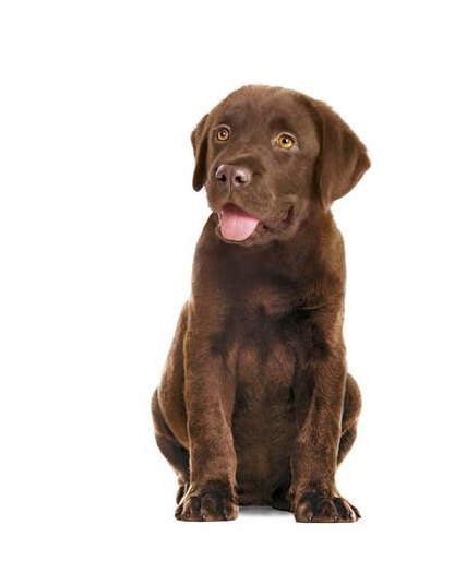 Royal Canin Immunity & Digestion Chews Puppy Supplements 100g Royal Canin Immunity & Digestion Chews Puppy Supplements 100g