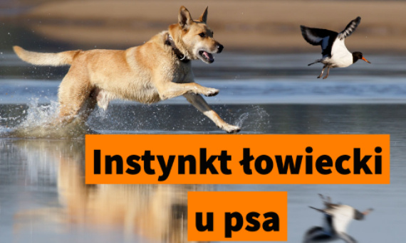 Jak wygląda instynkt łowiecki u psa i jak sobie z nim radzić?