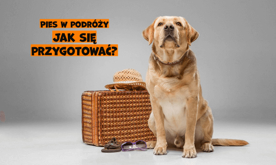 Pies w podróży, czyli jak przygotować psa do wycieczki?