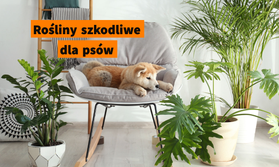 15 najpopularniejszych roślin, które są trujące dla twojego psa