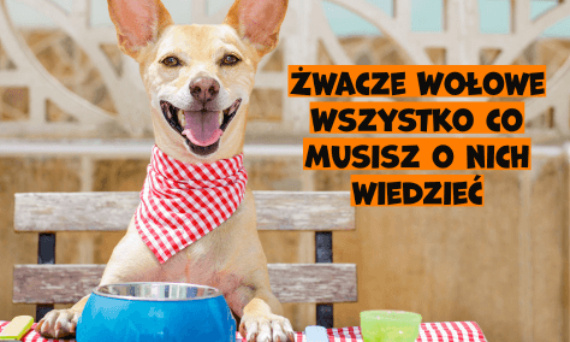 Żwacze wołowe dla psa - wszystko co musisz o nich wiedzieć