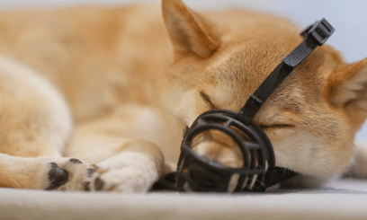Kaganiec dla psa – jak dobrać rodzaje i sytuacje, w których może się przydać